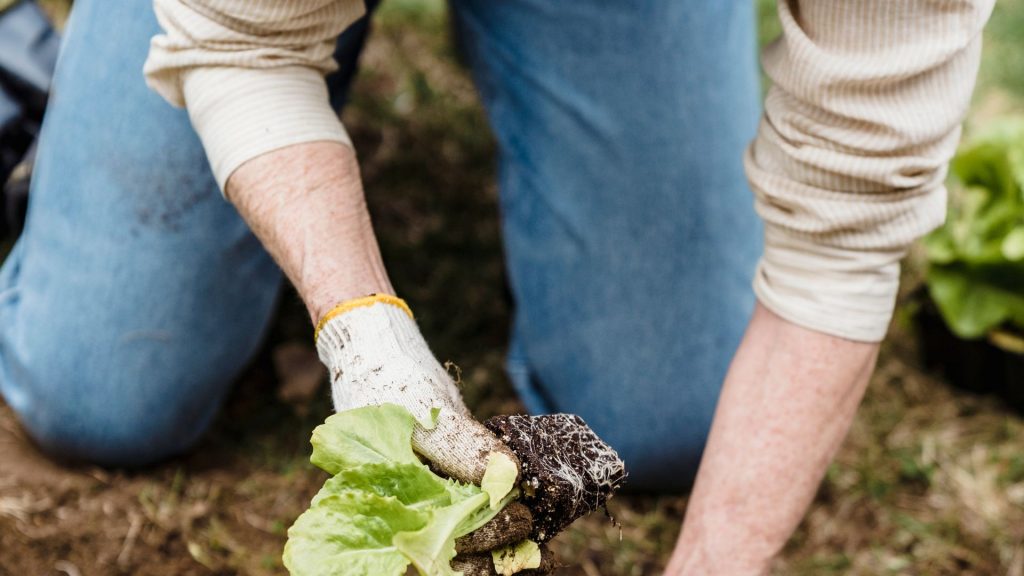 Quels sont les tarifs d&rsquo;un service de jardinage privé ?