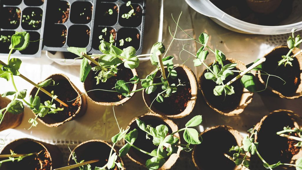 Quelle formation suivre pour devenir jardinier