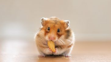 soccuper dun hamster a la maison