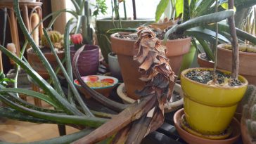 cultiver plantes exotiques