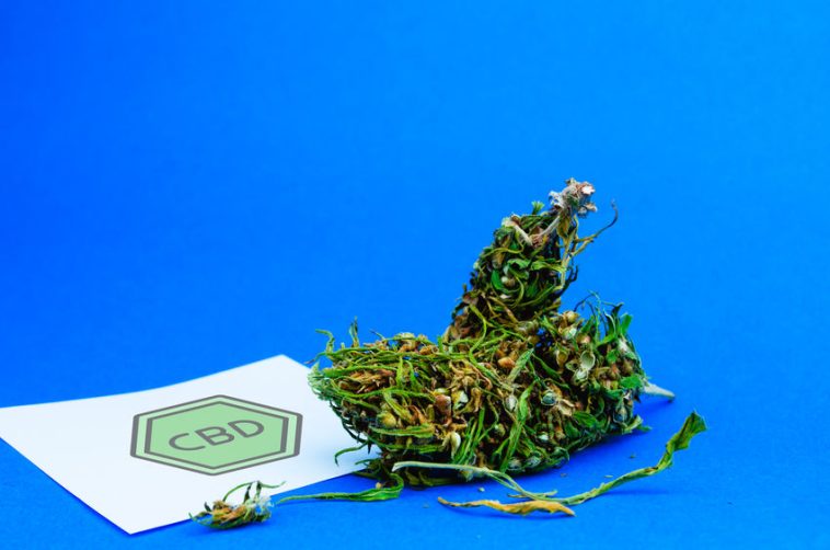 medical cannabis concept. flowers buds of marijuana and paper sheet with sign cbd. cbd or thc cannabis